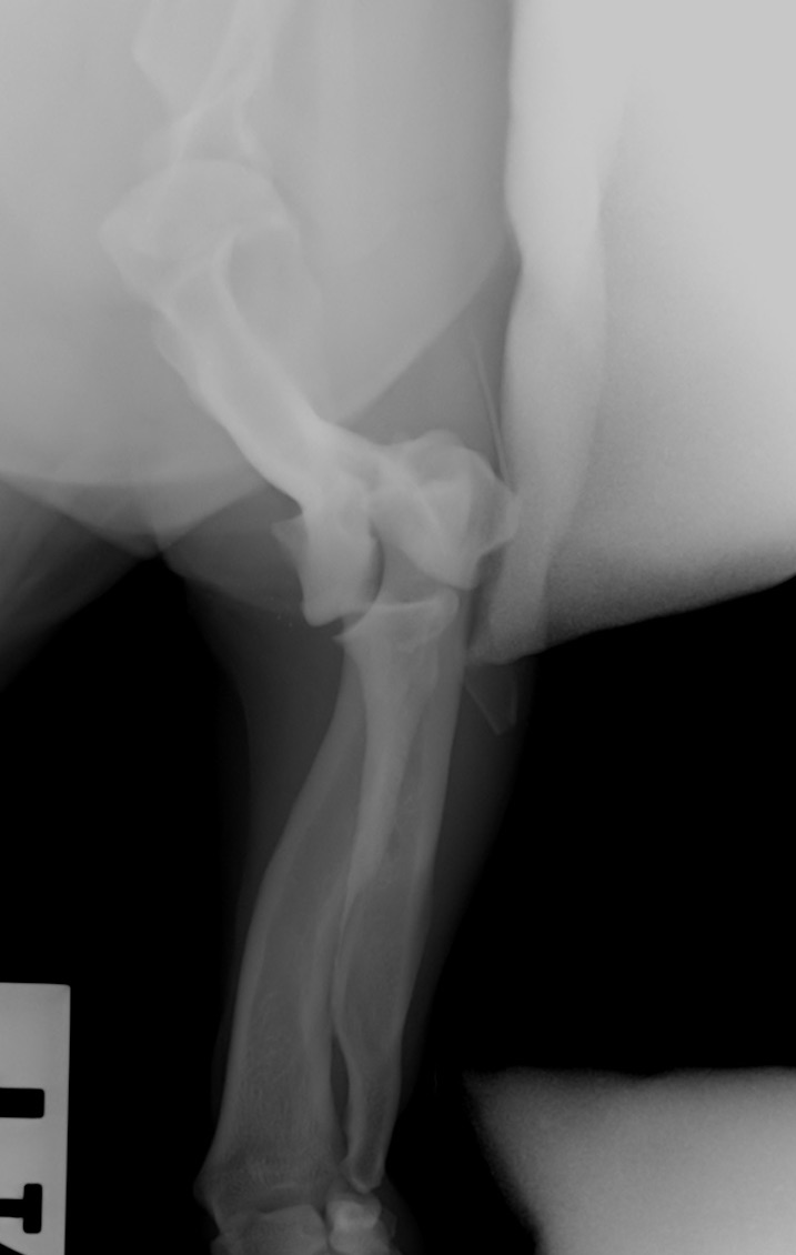 Toby x-ray