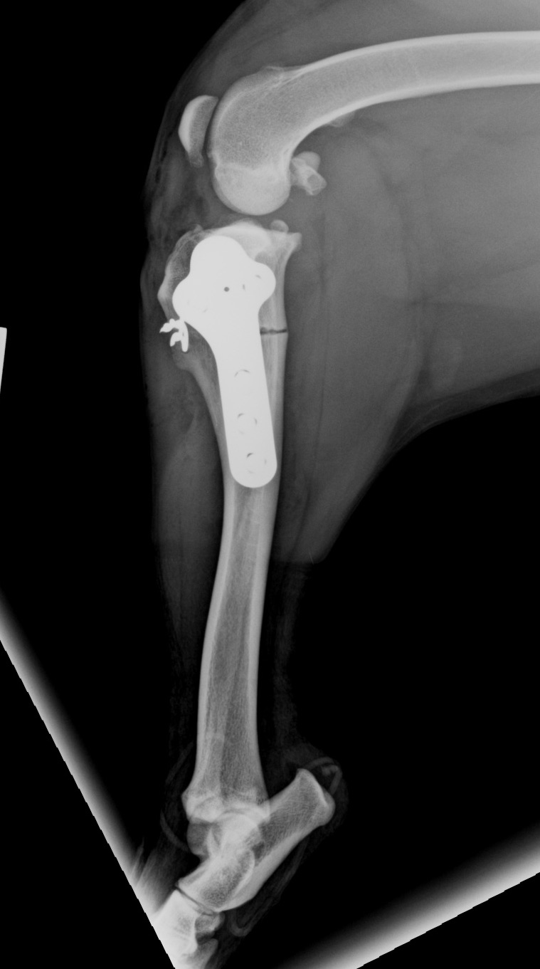 Post-op ML view