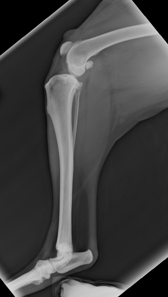 Pre-op cruciate x-ray