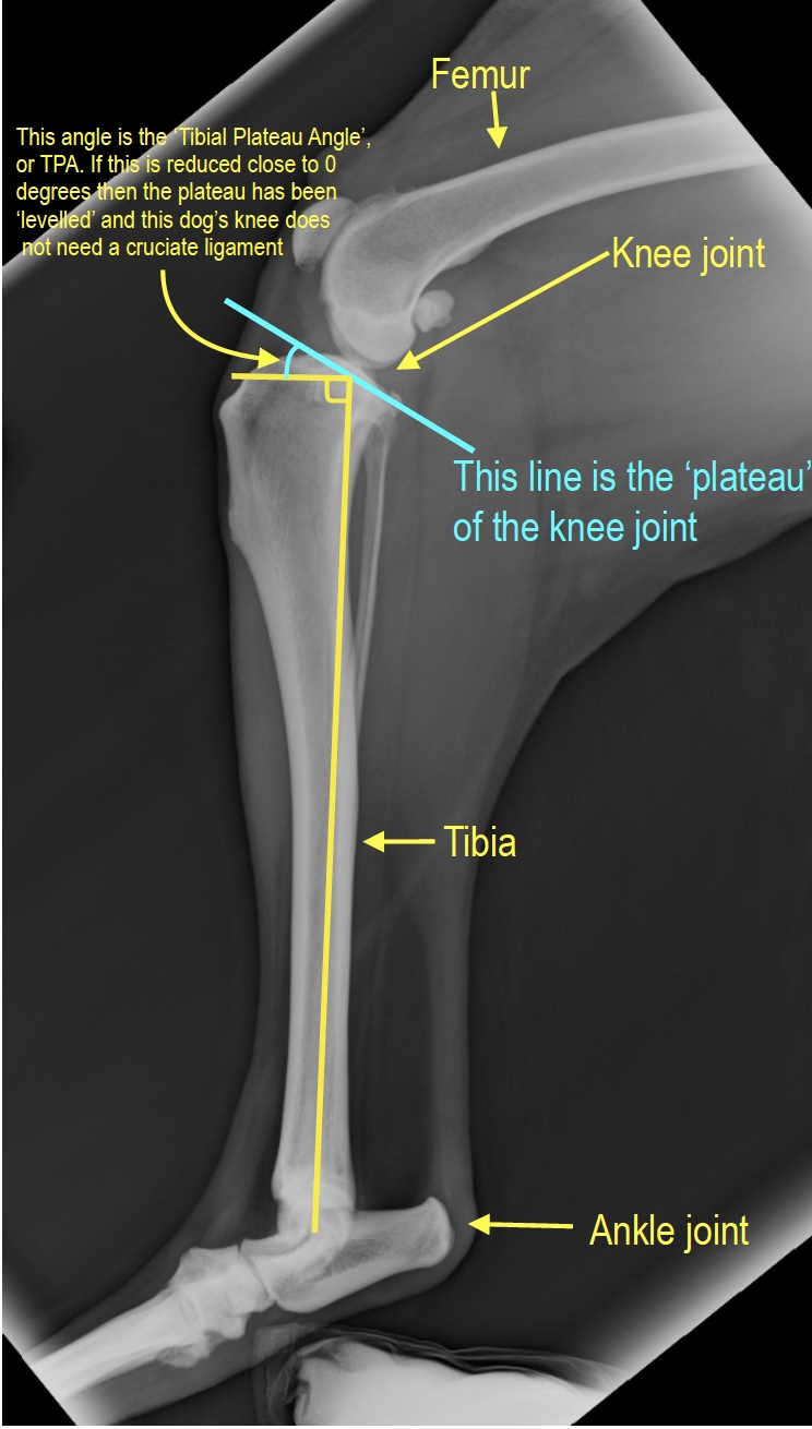 Pre-op TPLO measurements