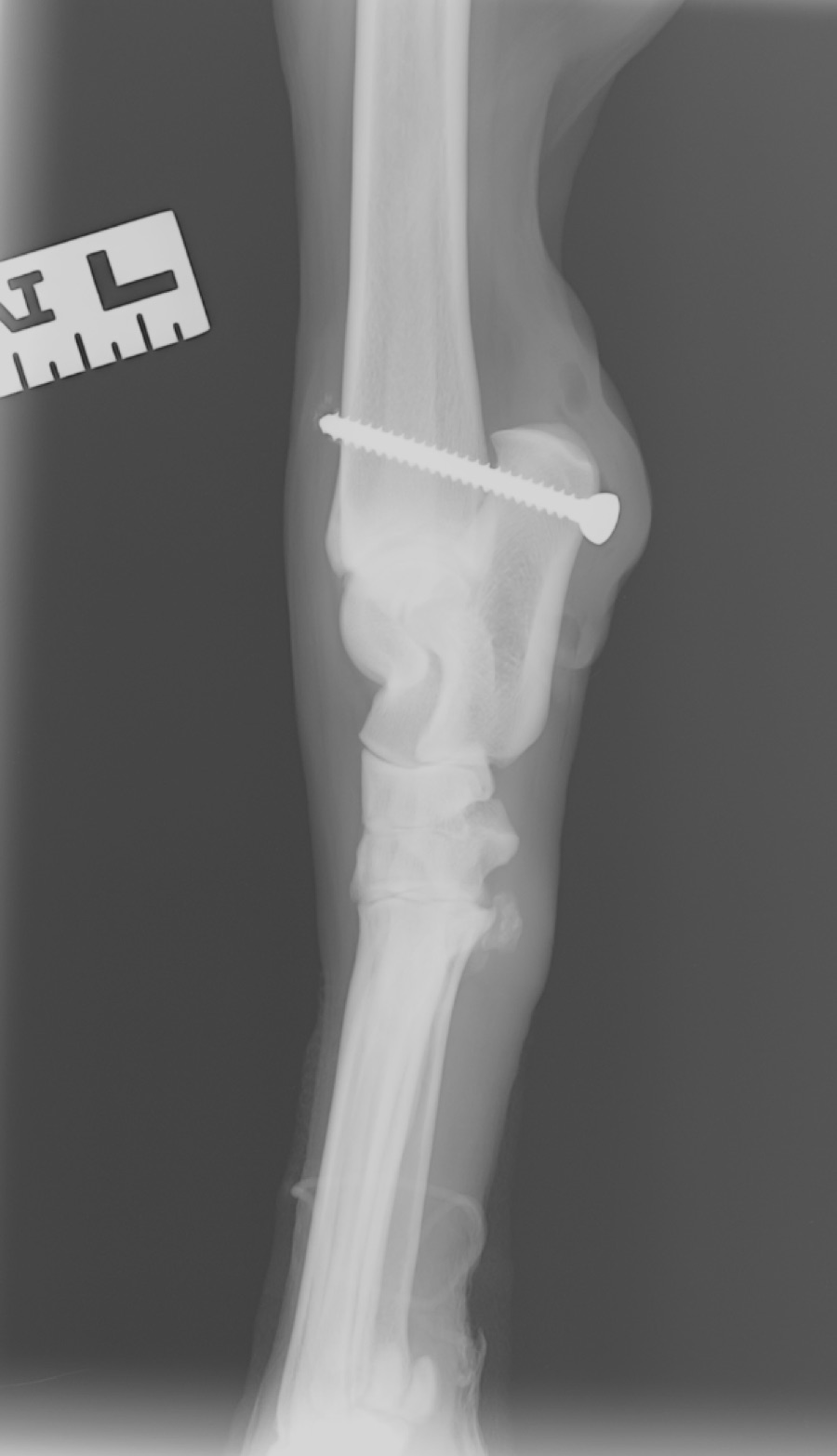 Ruby x-ray