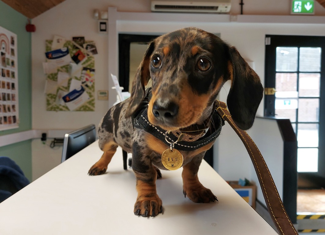 Dog recovering after orthopaedic surgery