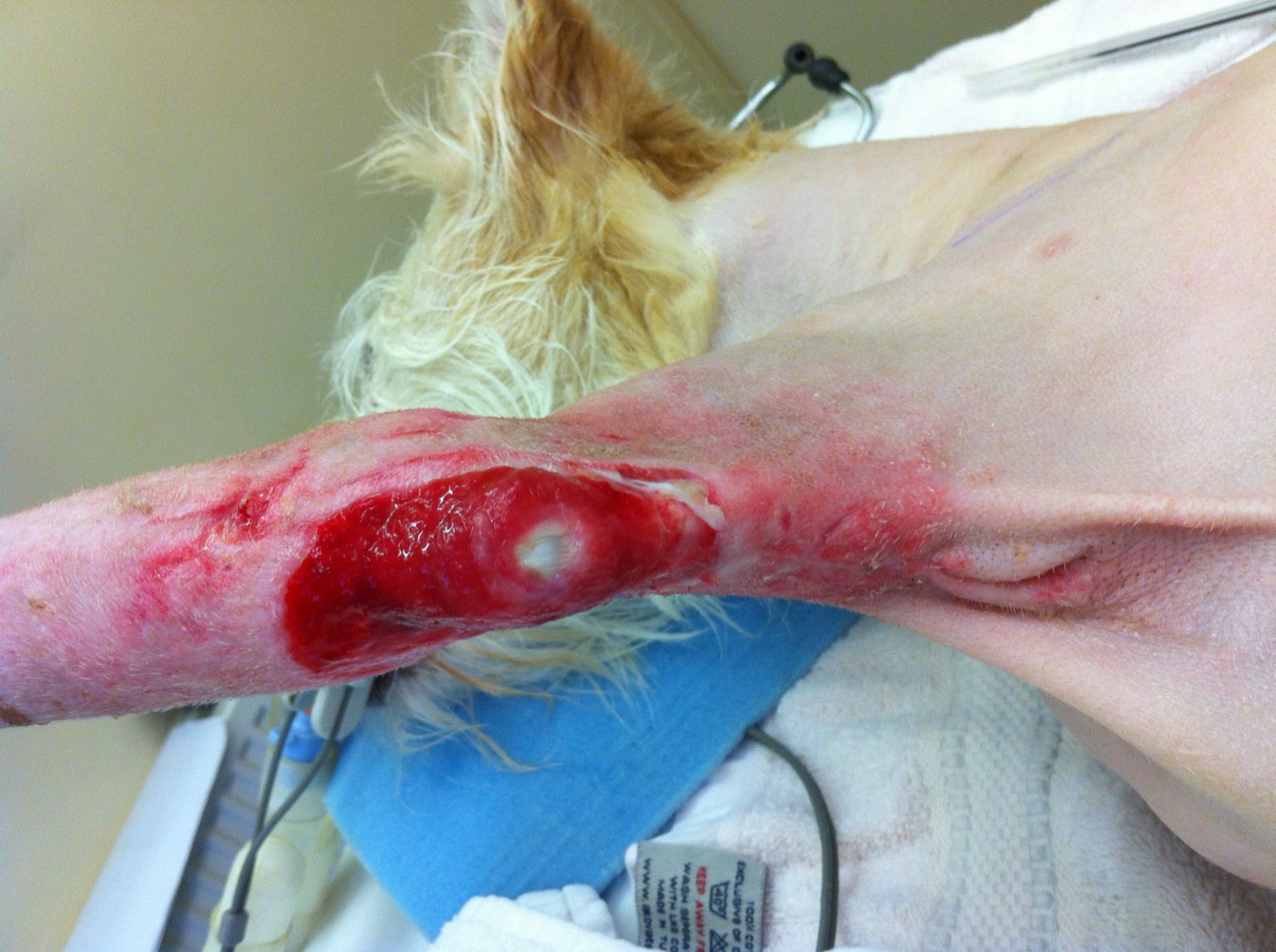 Eddie surgery photo 1