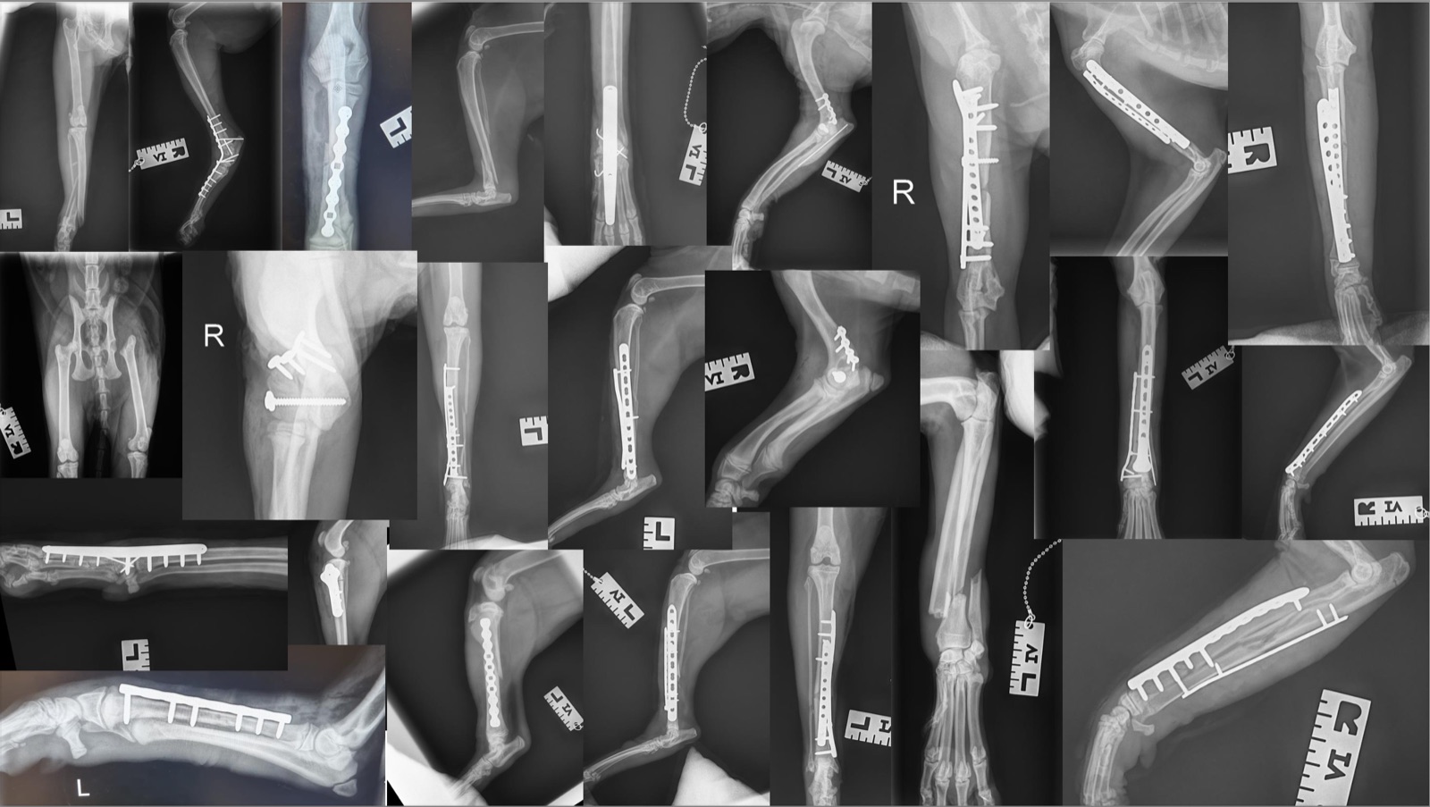 Fracture repair cases