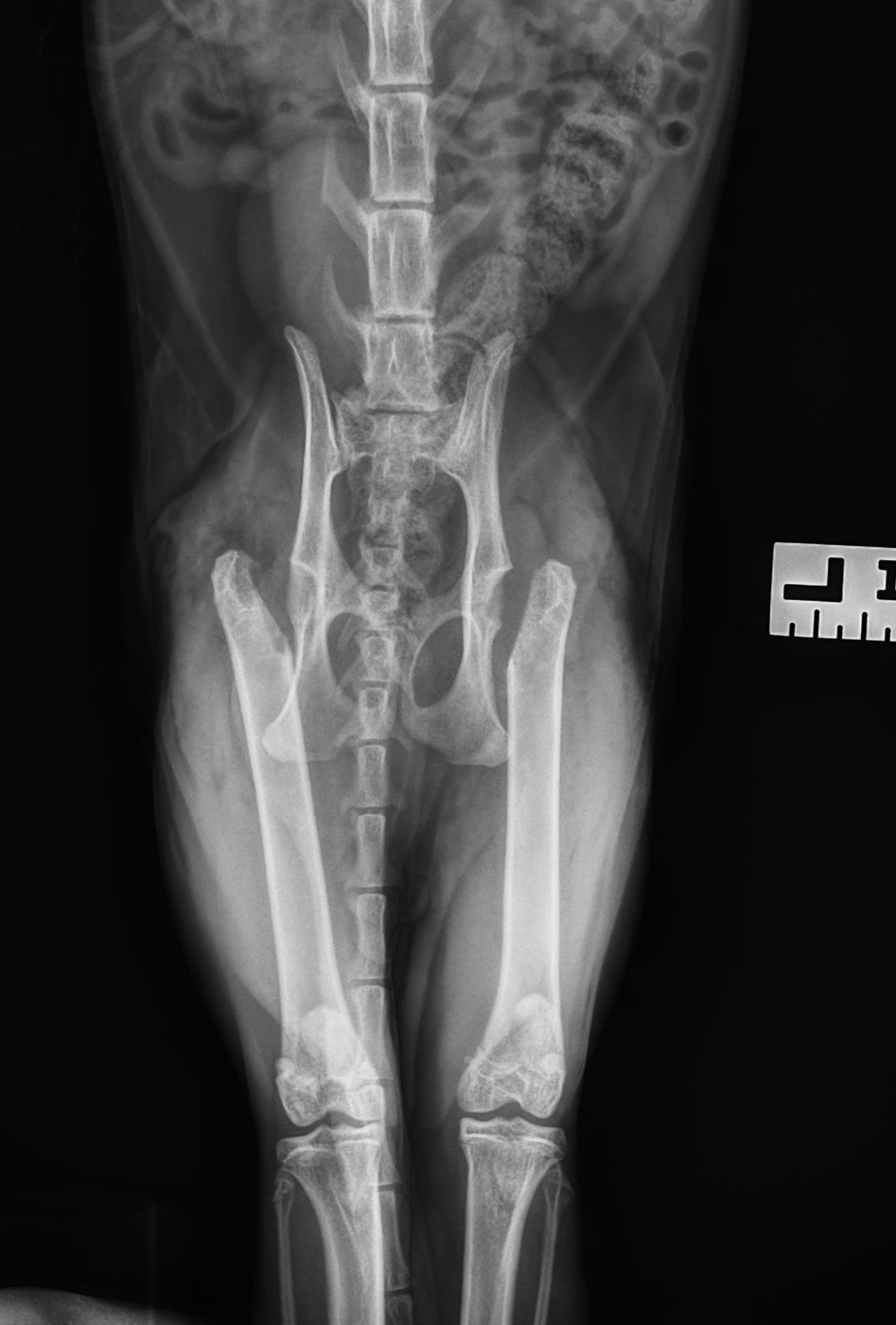 Gojo pre-op x-ray