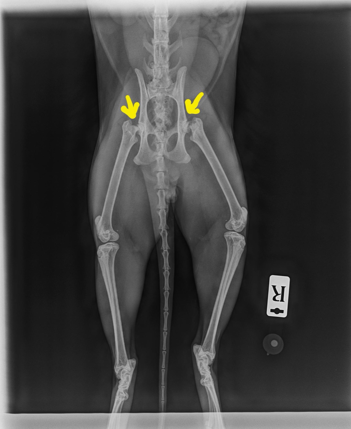 Gojo post-op x-ray
