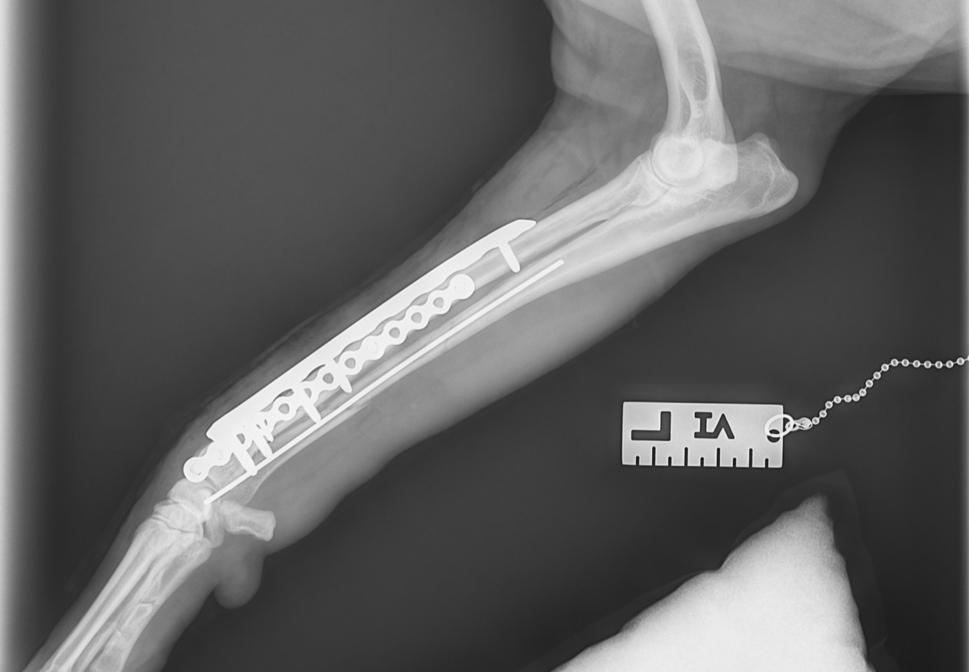 Henry x-ray 3