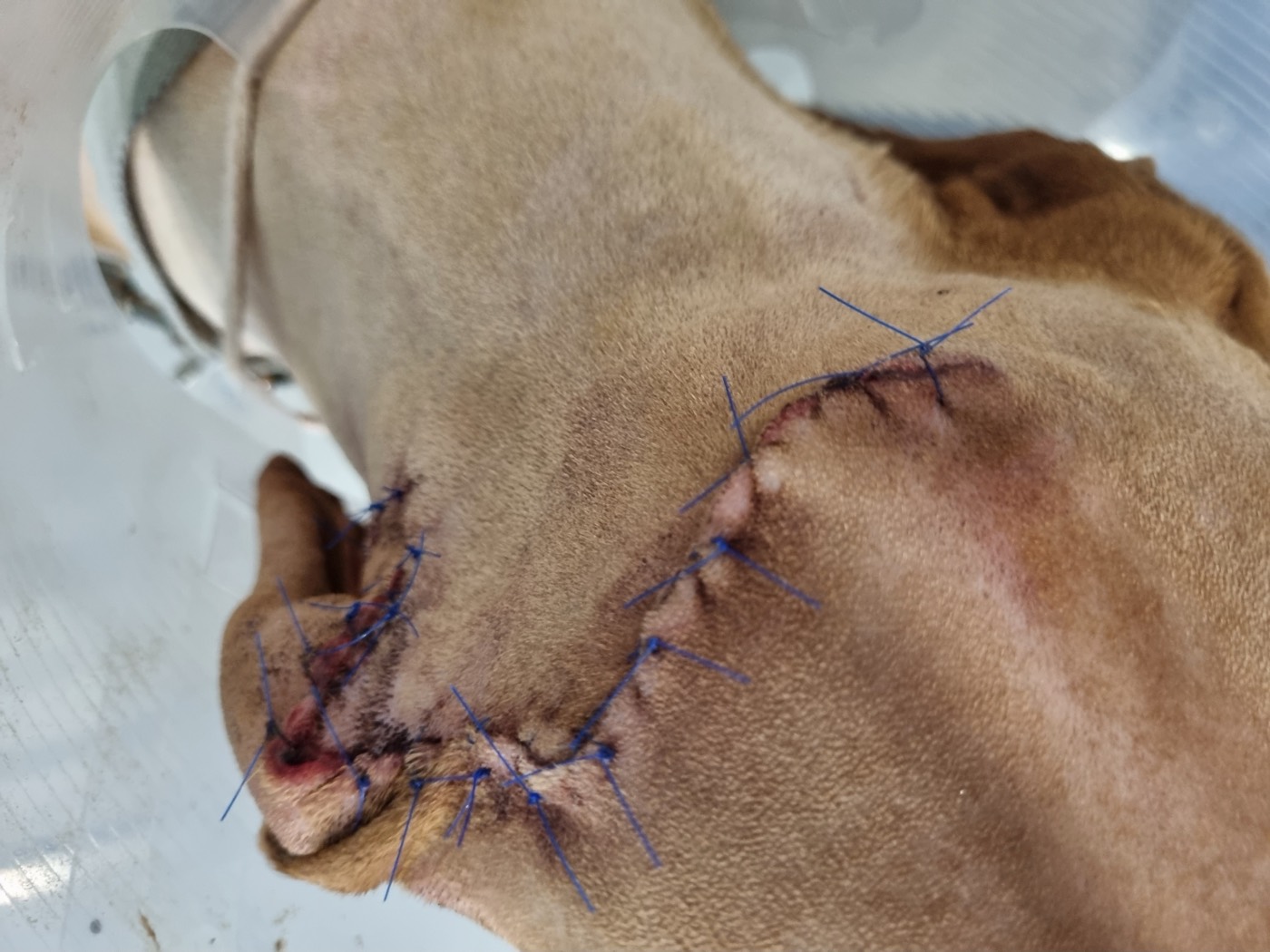 Hunter surgery photo 7