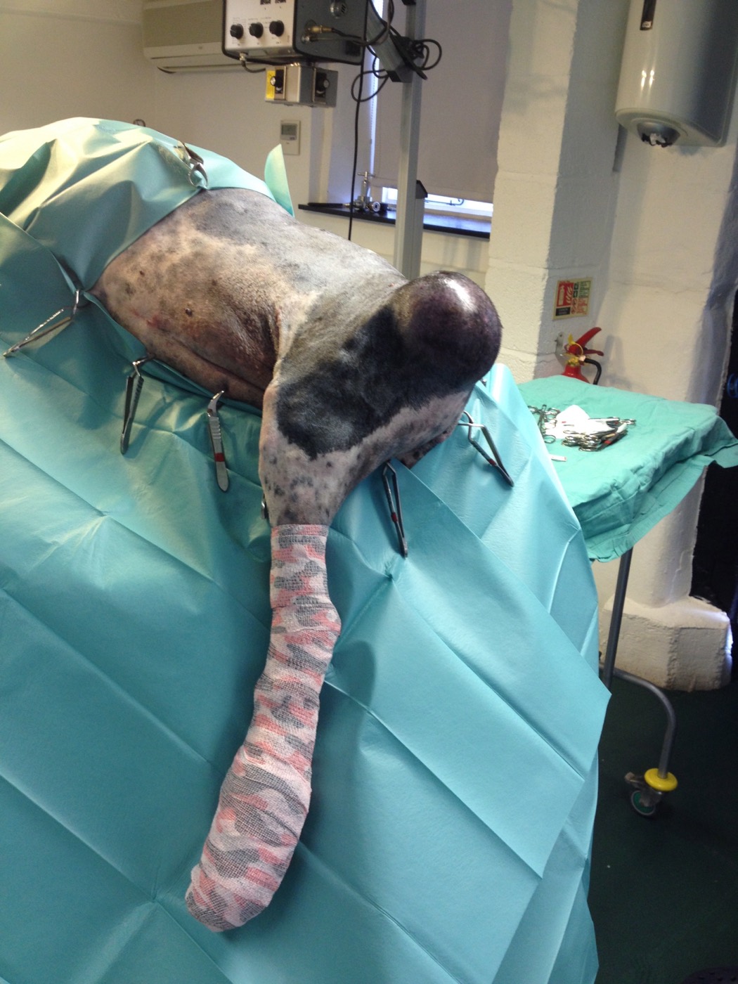 Lexi surgery photo 1