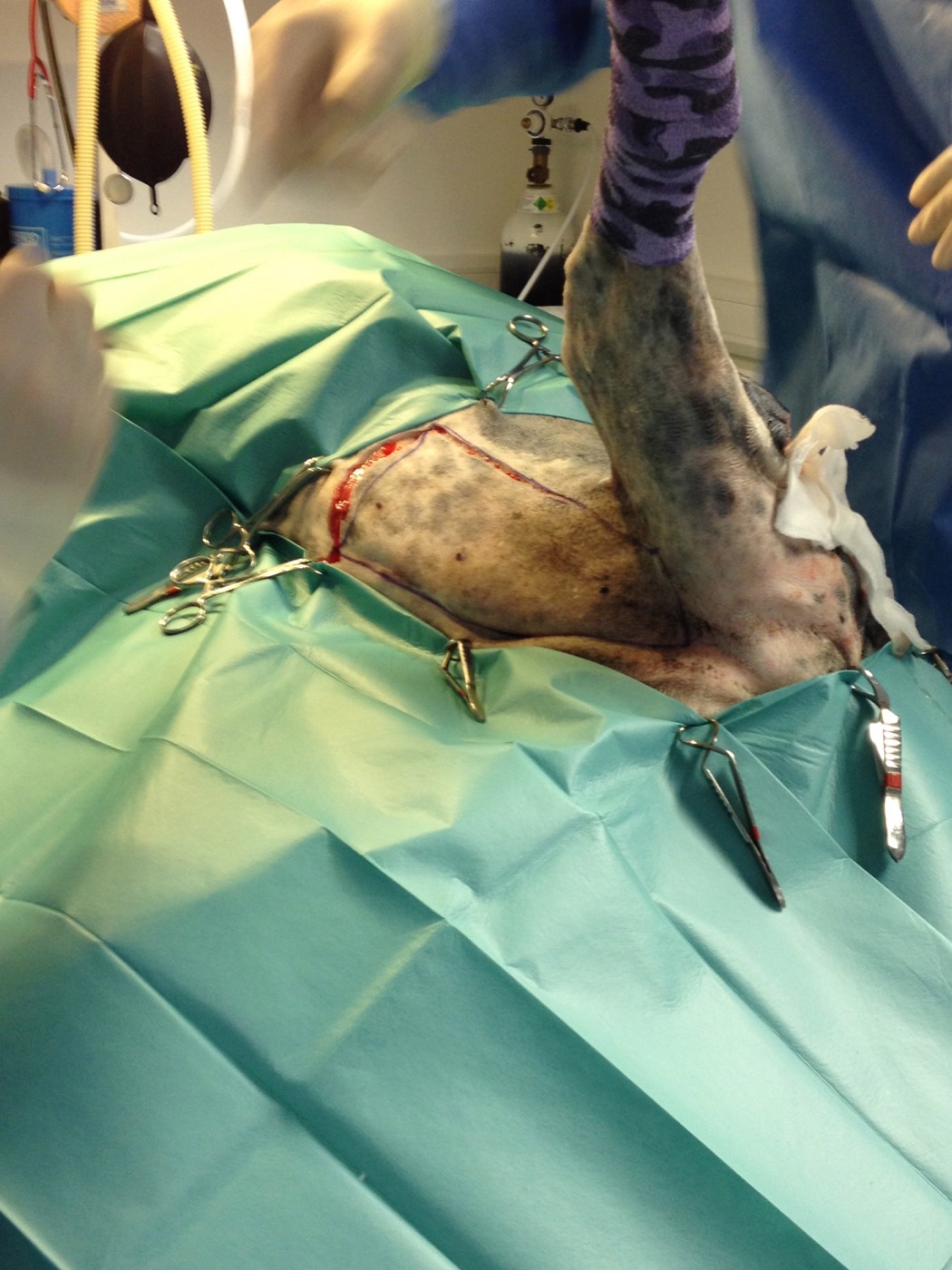 Lexi surgery photo 2