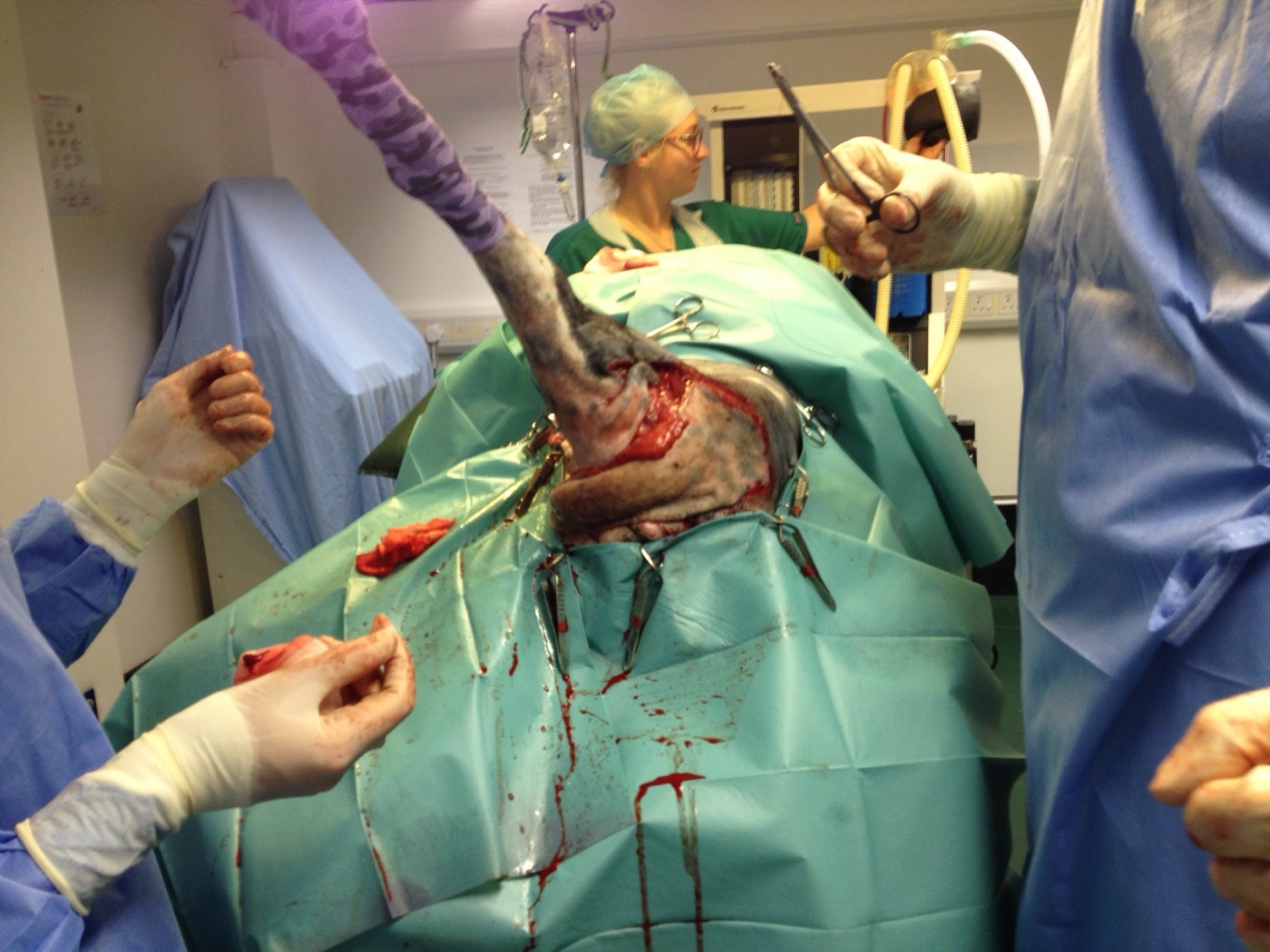 Lexi surgery photo 3