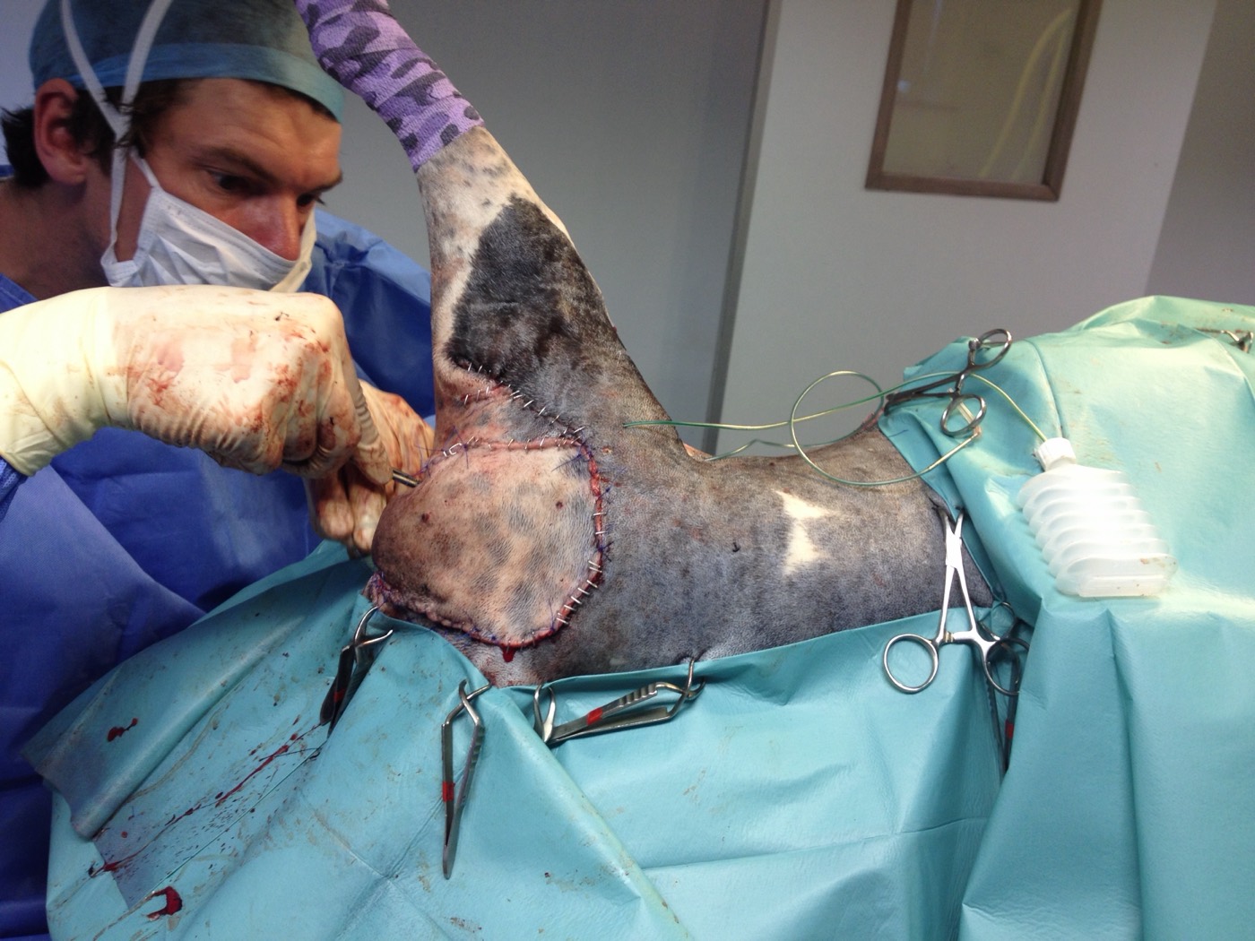 Lexi surgery photo 4