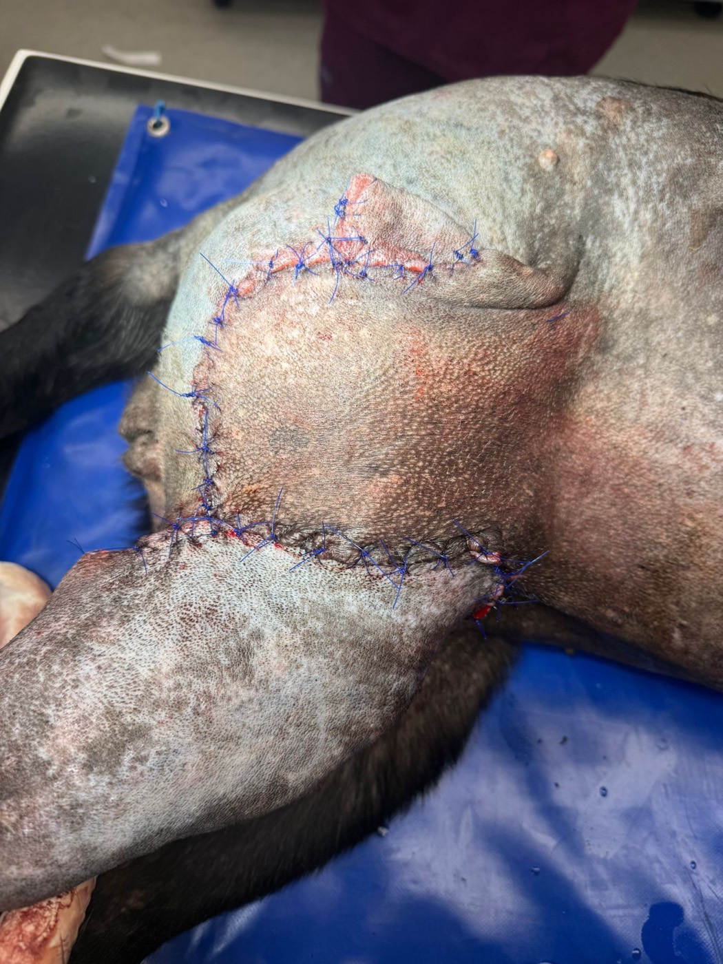 Luna recovery photo