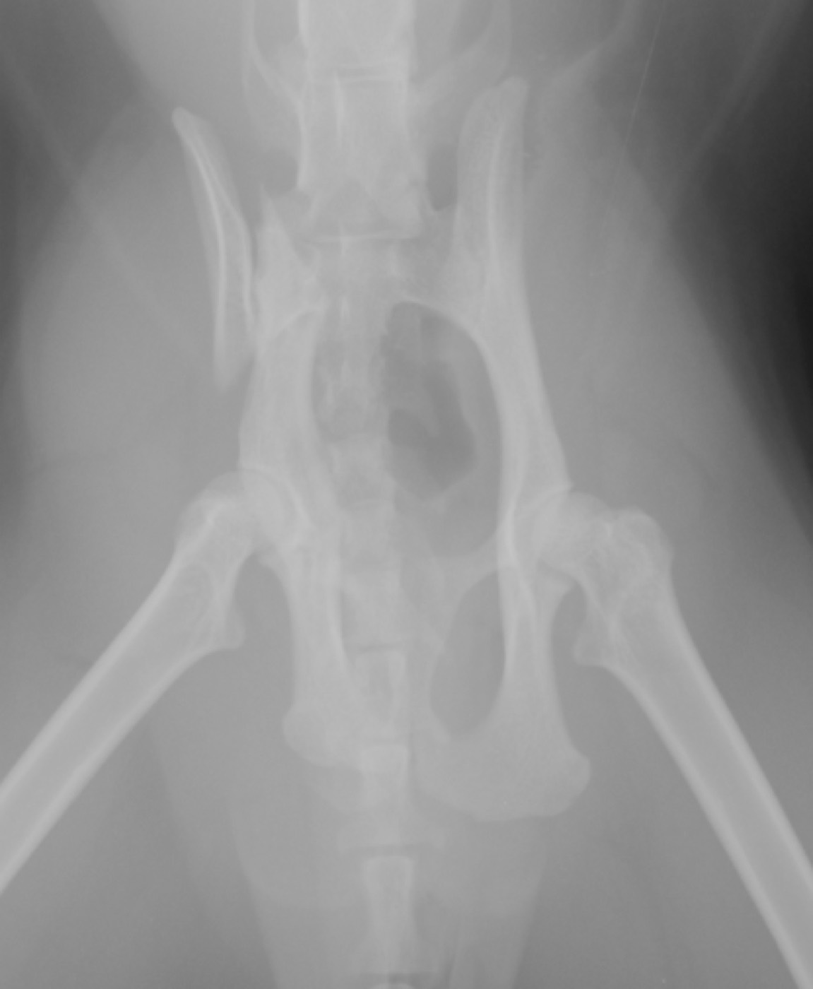 Mittens pelvis x-ray